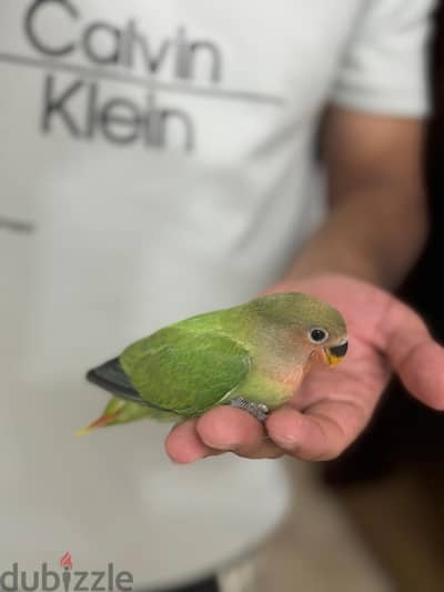 Opaline  lovebird baby