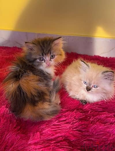 Persian Kitten 2 month old