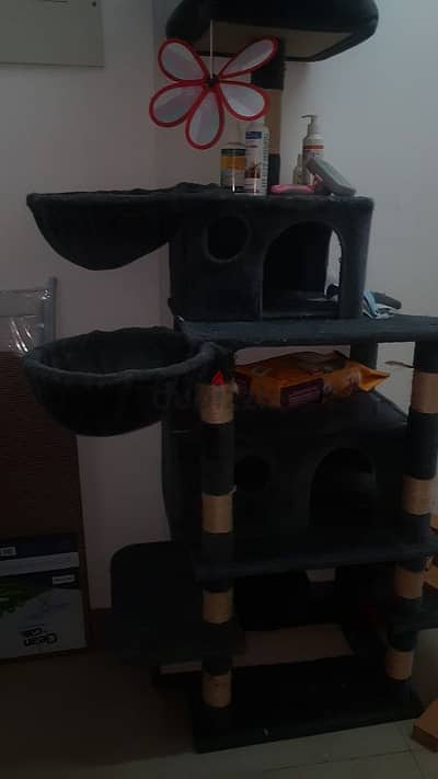 cat and dog house