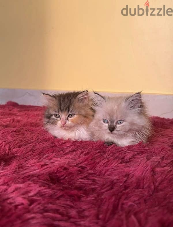 Persian Kitten 2 month old 2