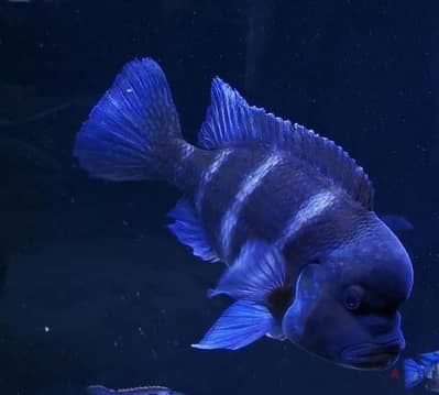 Frontosa cichlid