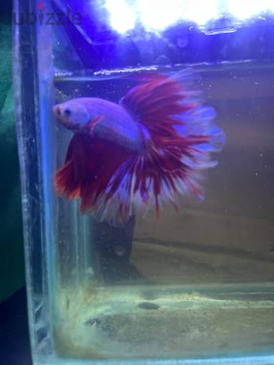 Red dragon betta