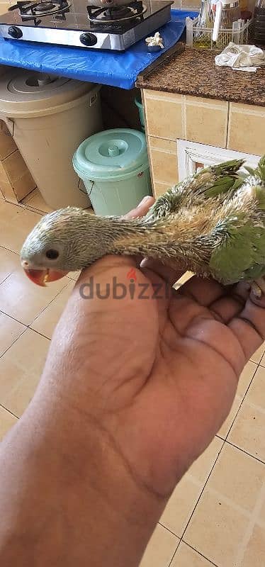 Ring neck parrot chicks for sale