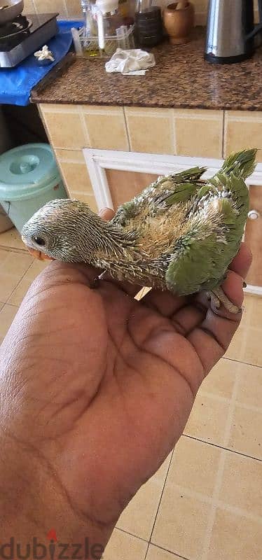 Ring neck parrot chicks for sale 1