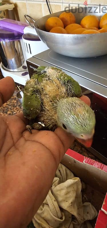 Ring neck parrot chicks for sale 2