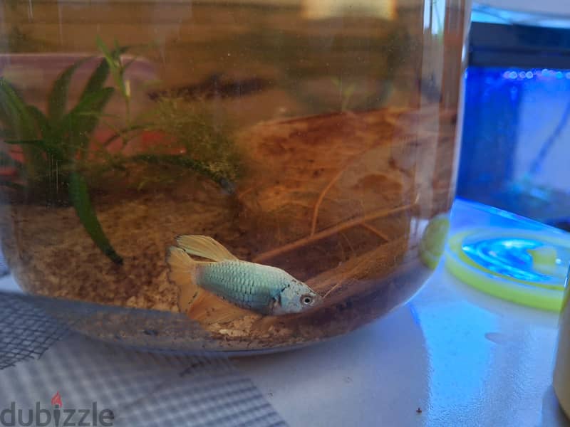 Betta fish - female 0