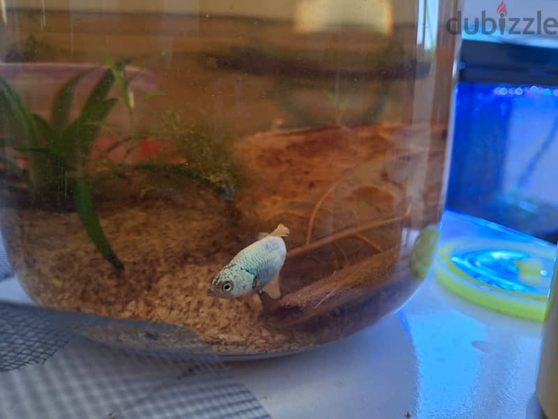 Betta fish - female 2