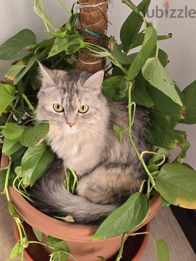 Turkish angora (female(