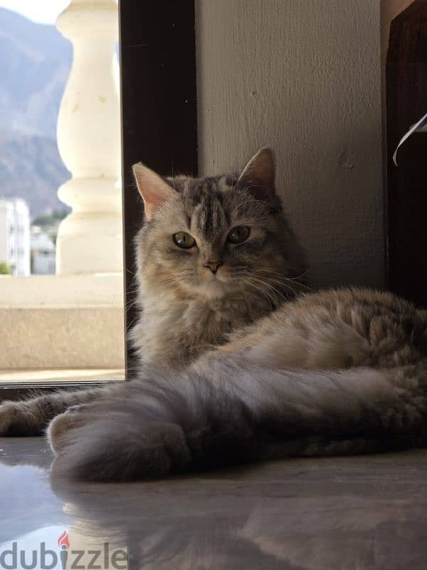 Turkish angora (female( 1