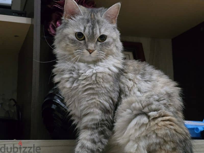 Turkish angora (female( 2