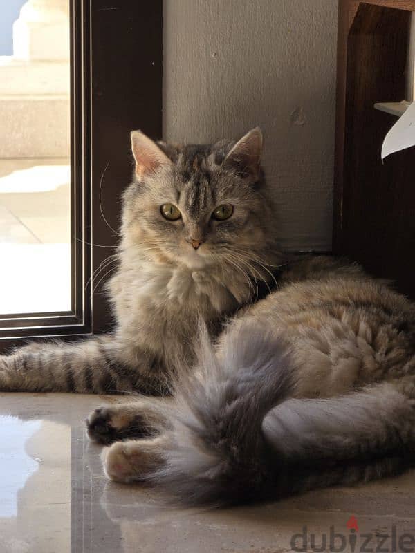 Turkish angora (female( 3