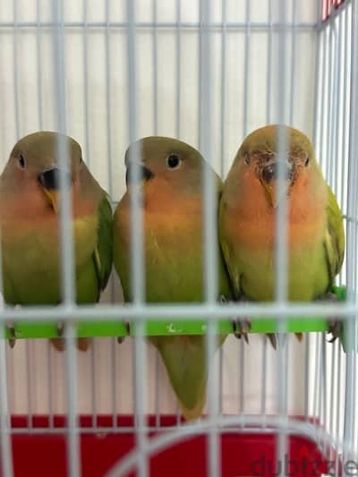 Opaline Lovebird Baby 1month Old