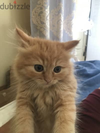 Pure persian cat for sale