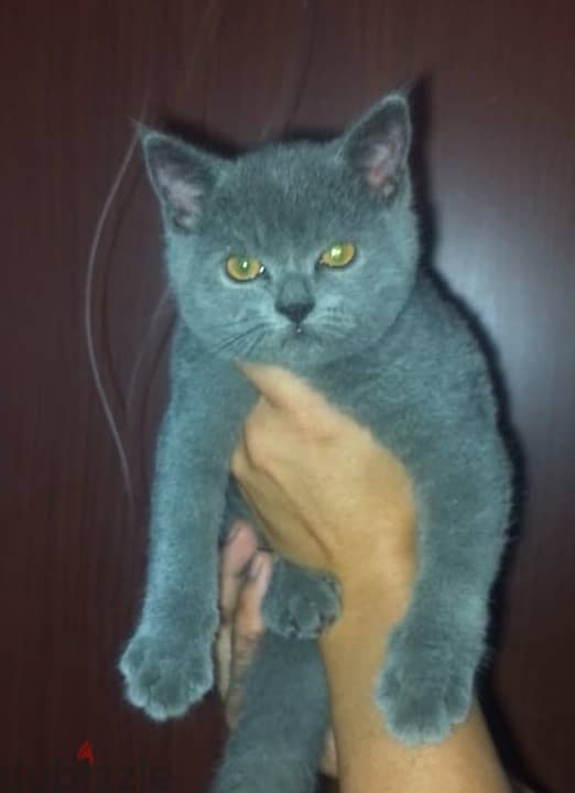 British shorthair 0