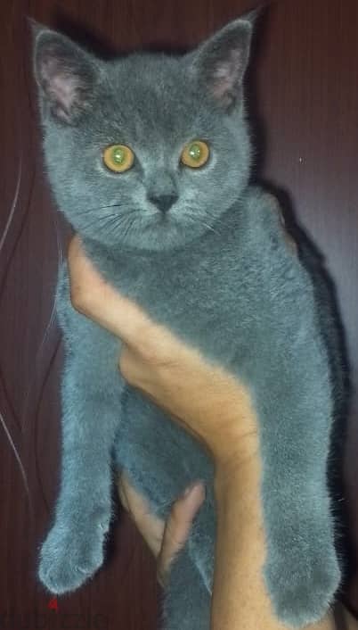 British shorthair 1