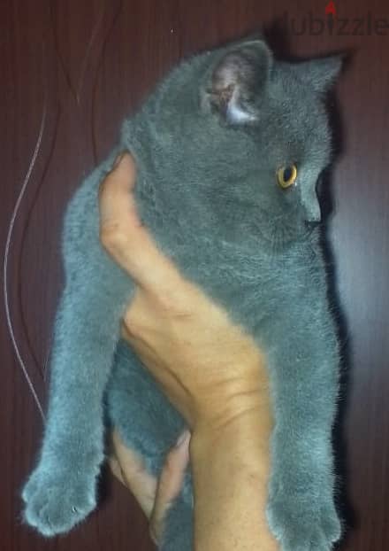 British shorthair 3