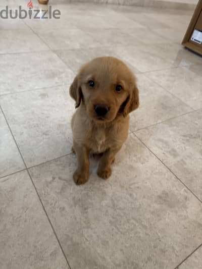 Puppy golden retriever