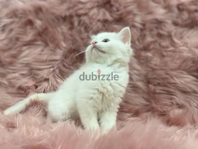 Cute kitten for sale