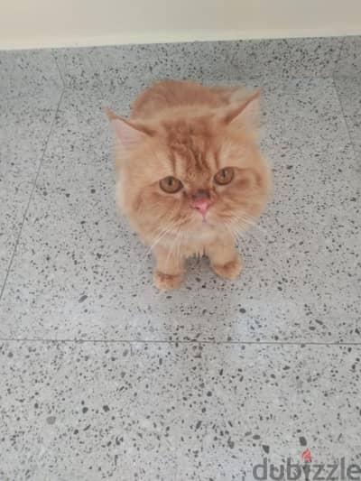 SHIRAZI / PERSIAN MALE CAT