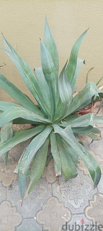 Snake plant for sale