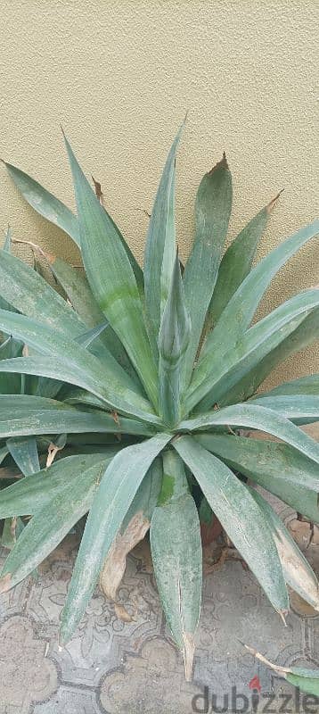 Snake plant for sale 1