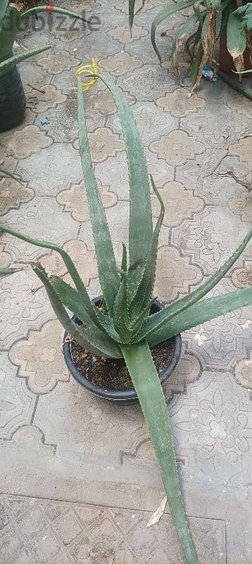 Aloe Vera plant for sale