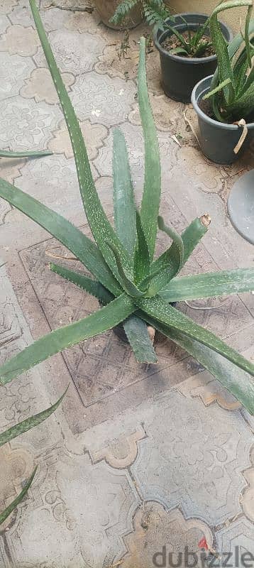 Aloe Vera plant for sale 1