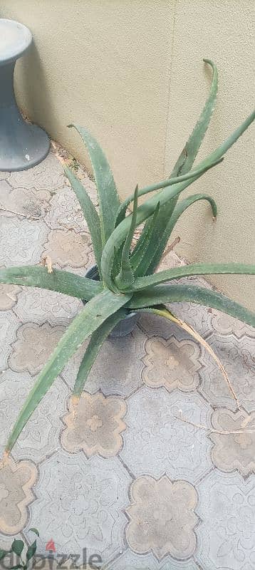 Aloe Vera plant for sale 2