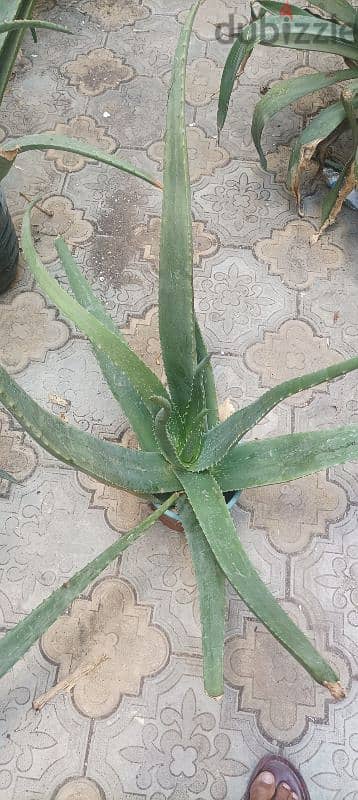 Aloe Vera plant for sale 3