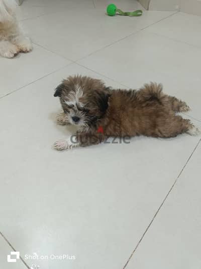 Adorable 2-Month-Old Shih Tzu Puppy for Sale | Friendly & Lovable