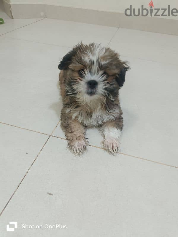 Adorable 2-Month-Old Shih Tzu Puppy for Sale | Friendly & Lovable 1