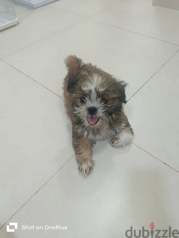 Adorable 2-Month-Old Shih Tzu Puppy for Sale | Friendly & Lovable 2