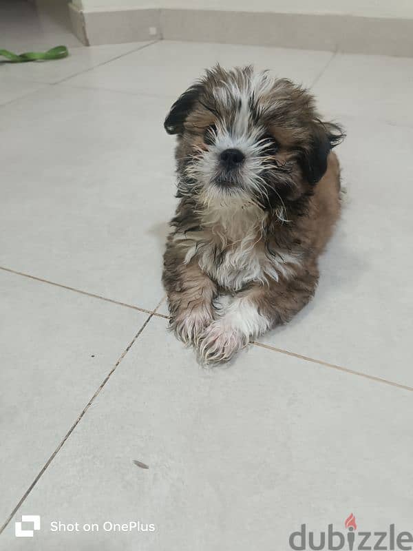 Adorable 2-Month-Old Shih Tzu Puppy for Sale | Friendly & Lovable 3