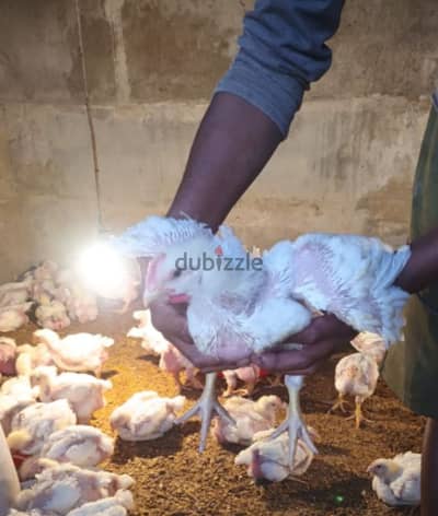 دجاج لاحم للبيع Chicken for sale