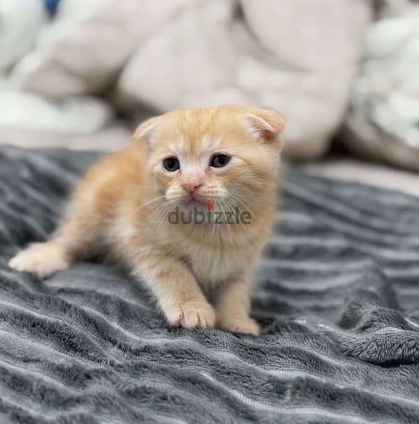 3 cats 5 months old Turkish and Scottish fold breed price negotiable 1