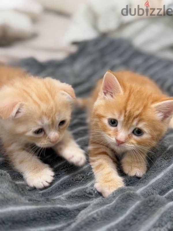 3 cats 5 months old Turkish and Scottish fold breed price negotiable 2