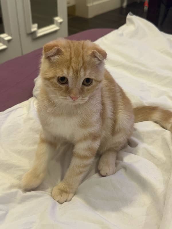 3 cats 5 months old Turkish and Scottish fold breed price negotiable 5