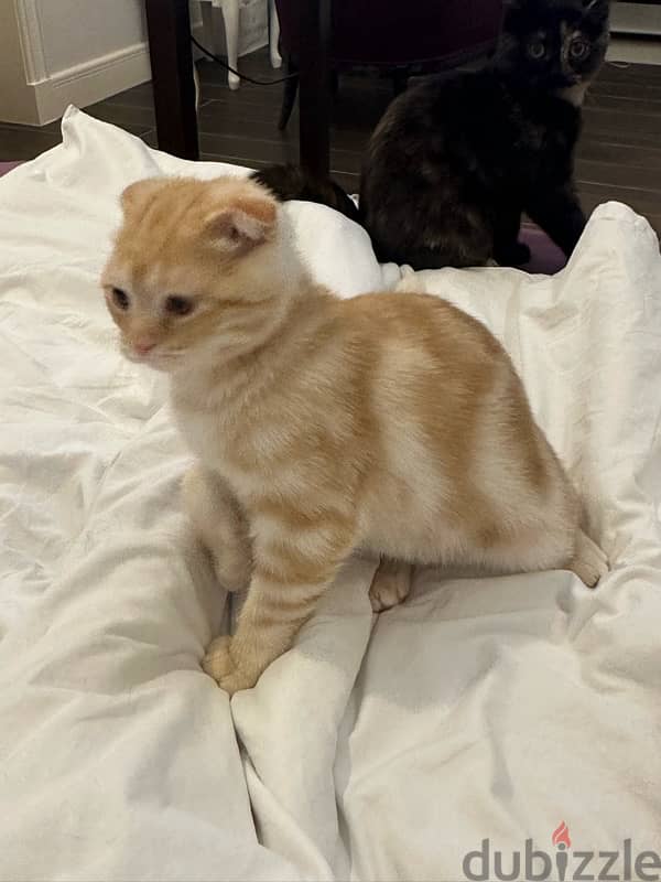 3 cats 5 months old Turkish and Scottish fold breed price negotiable 6