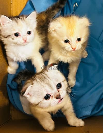 kittens