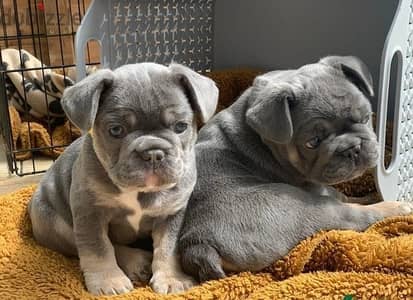 Whatsapp Me +972555074990 French Bulldog Puppies