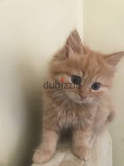 Pure persian cat for sale