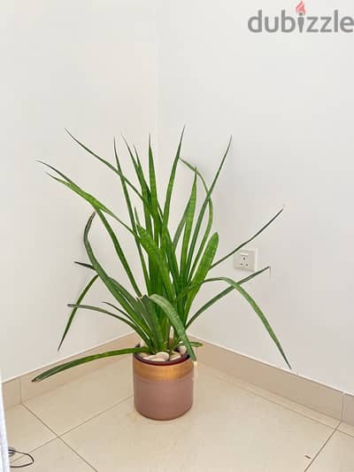 Money plant and Snake plant with pot