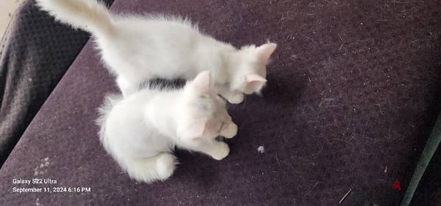 British Scottish male, two female kittens for sale.