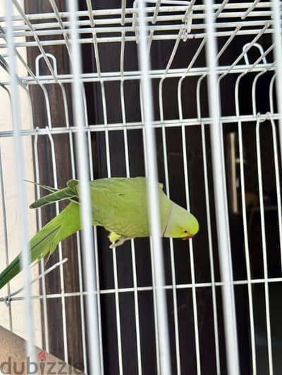 Ring necked parakeet