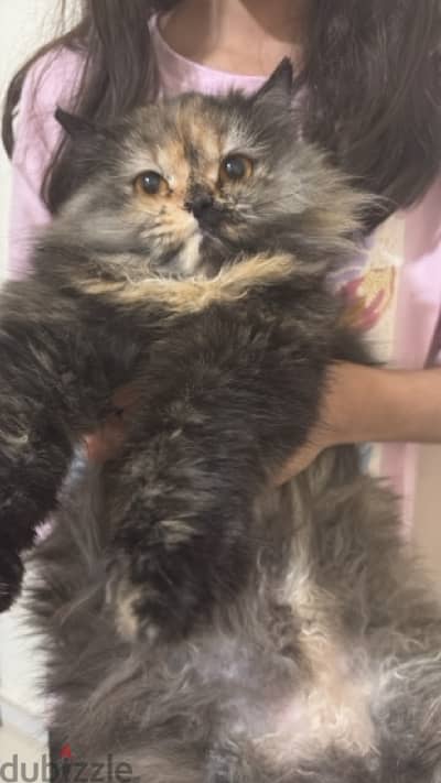 pure turkish angora for selling less price قطط تركش انجور بيور للبيع