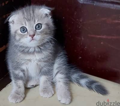 1 month & half scottish fold Male kitten