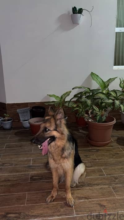 German Shepherd Dog for sale