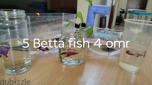 Betta fish