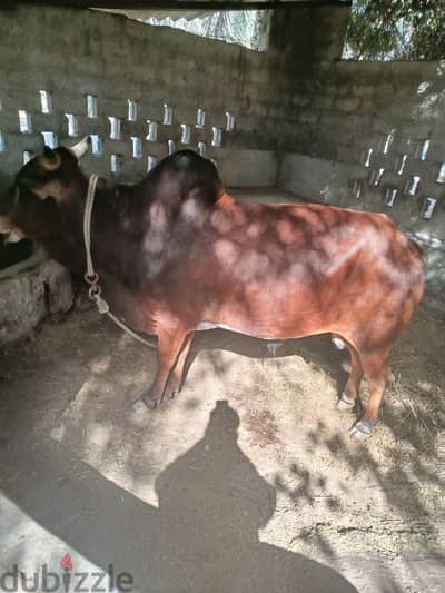 Cows for Sale الأبقار للبيع