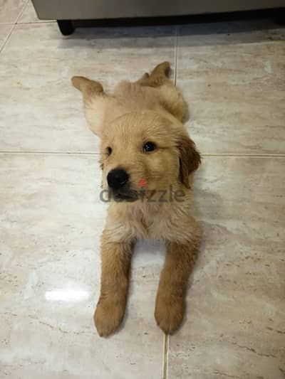 Pure Breed Golden Retriever Puppy